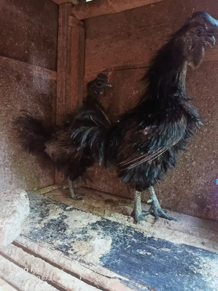 Ayam cimani sepasang siap peruduksi