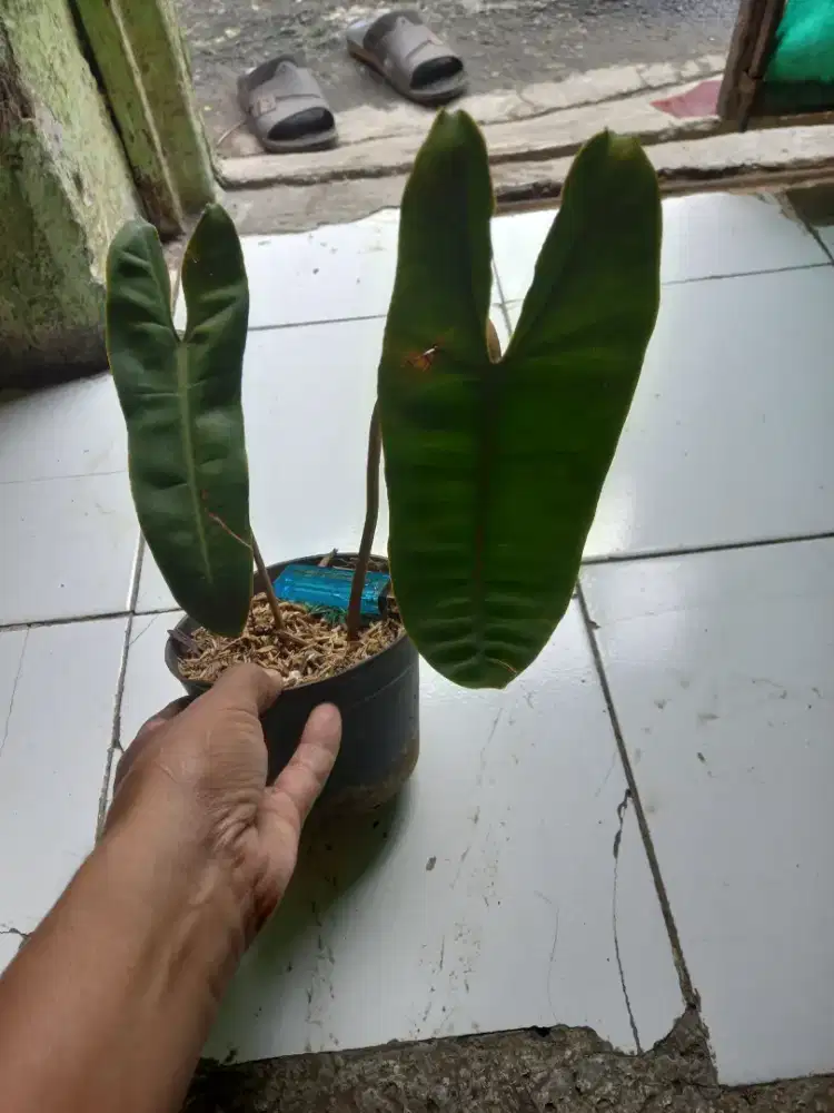 Tanaman hias kabel busi