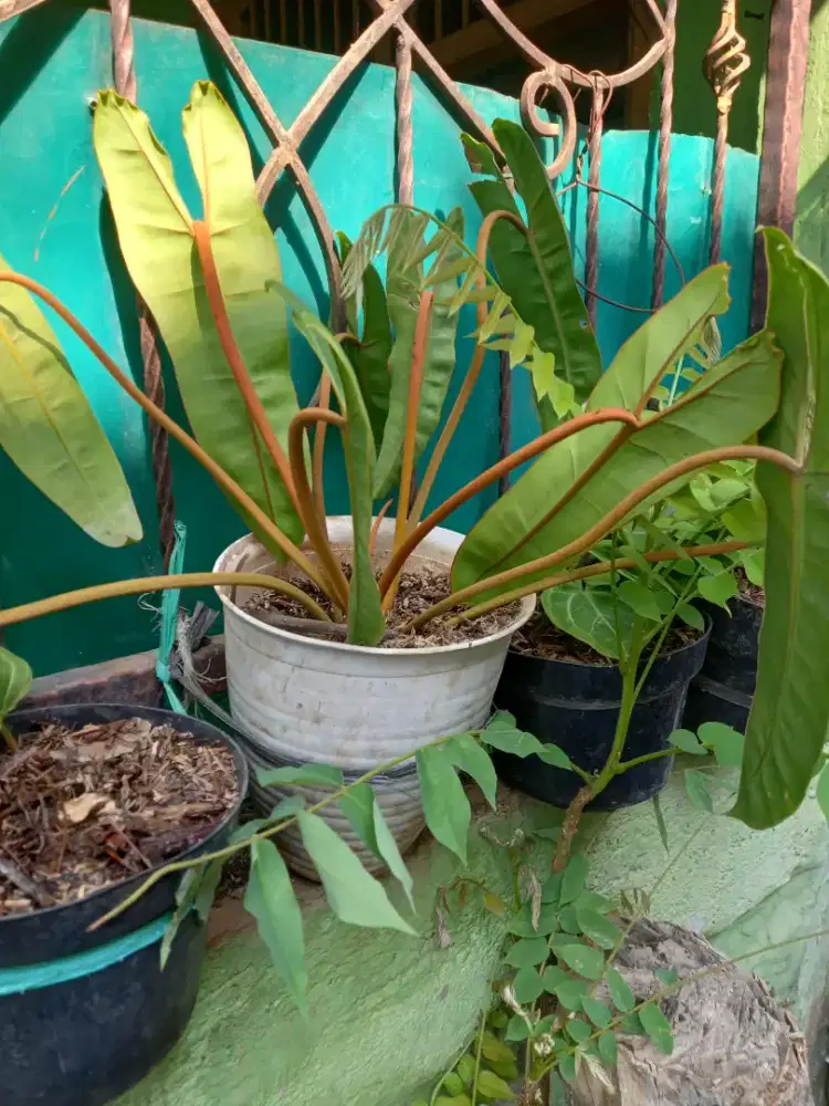 Tanaman hias kabel busi