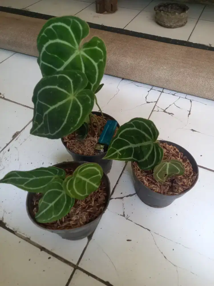 Tanaman hias kuping gajah