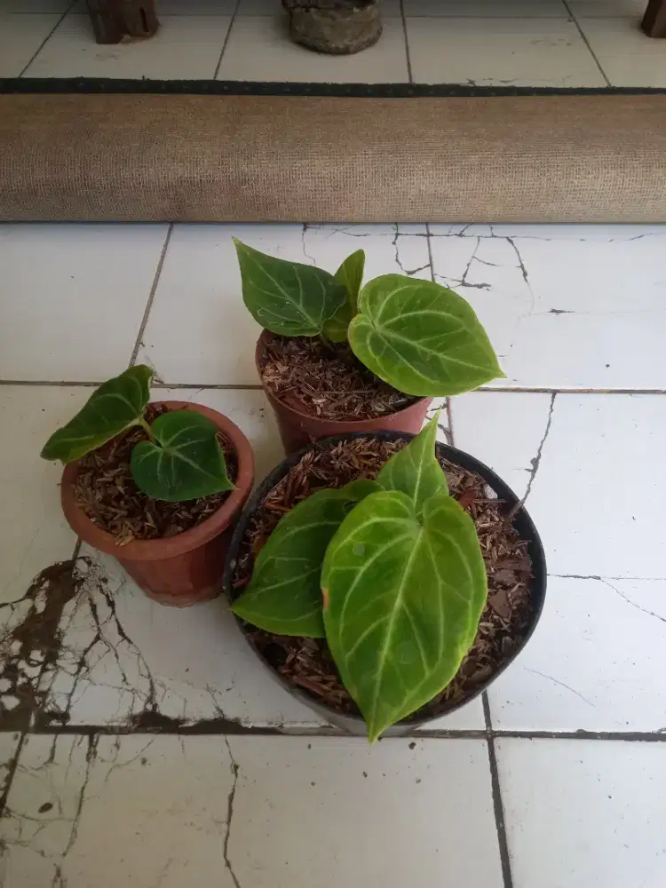 Tanaman hias kuping gajah