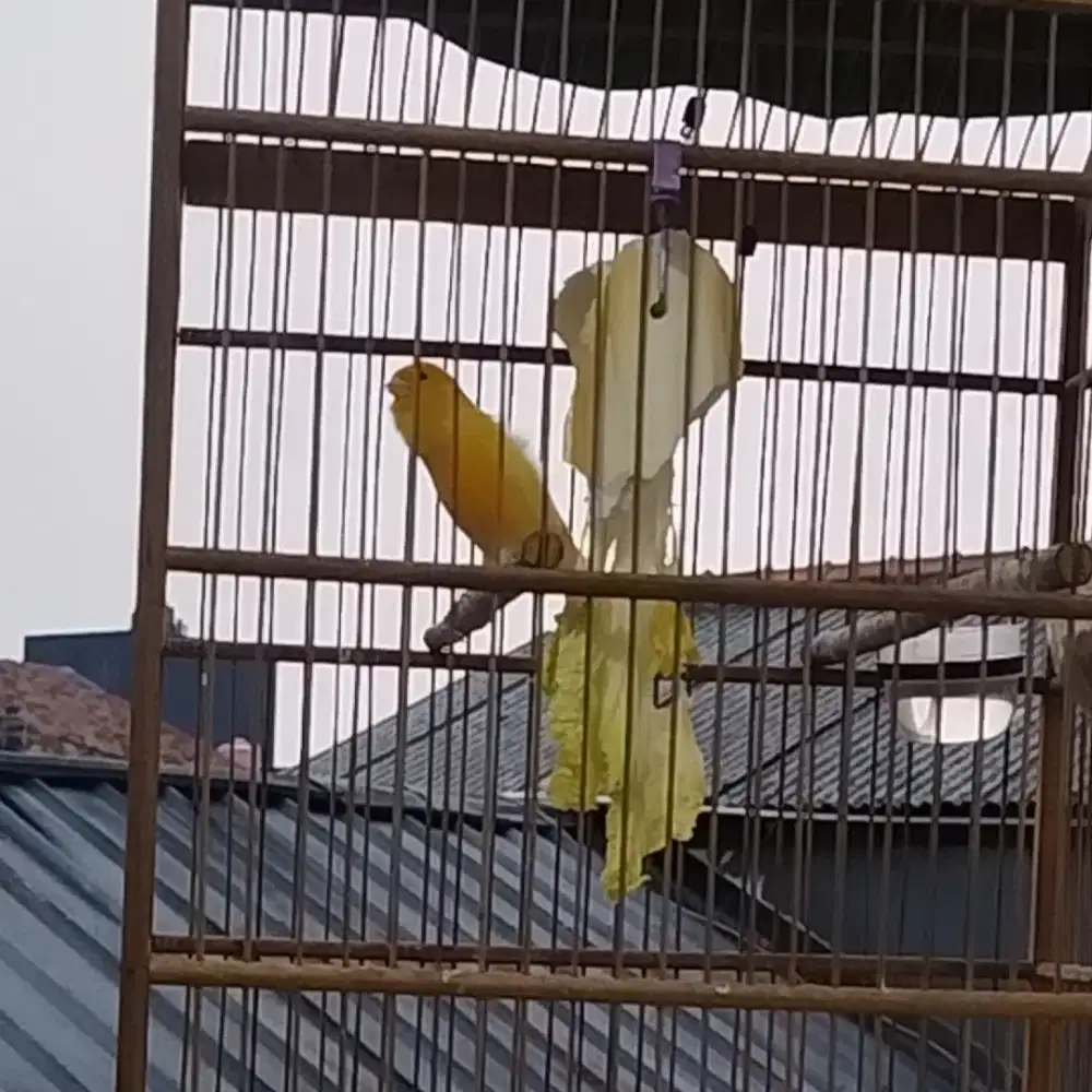 Burung kenari Gacor warna cerah