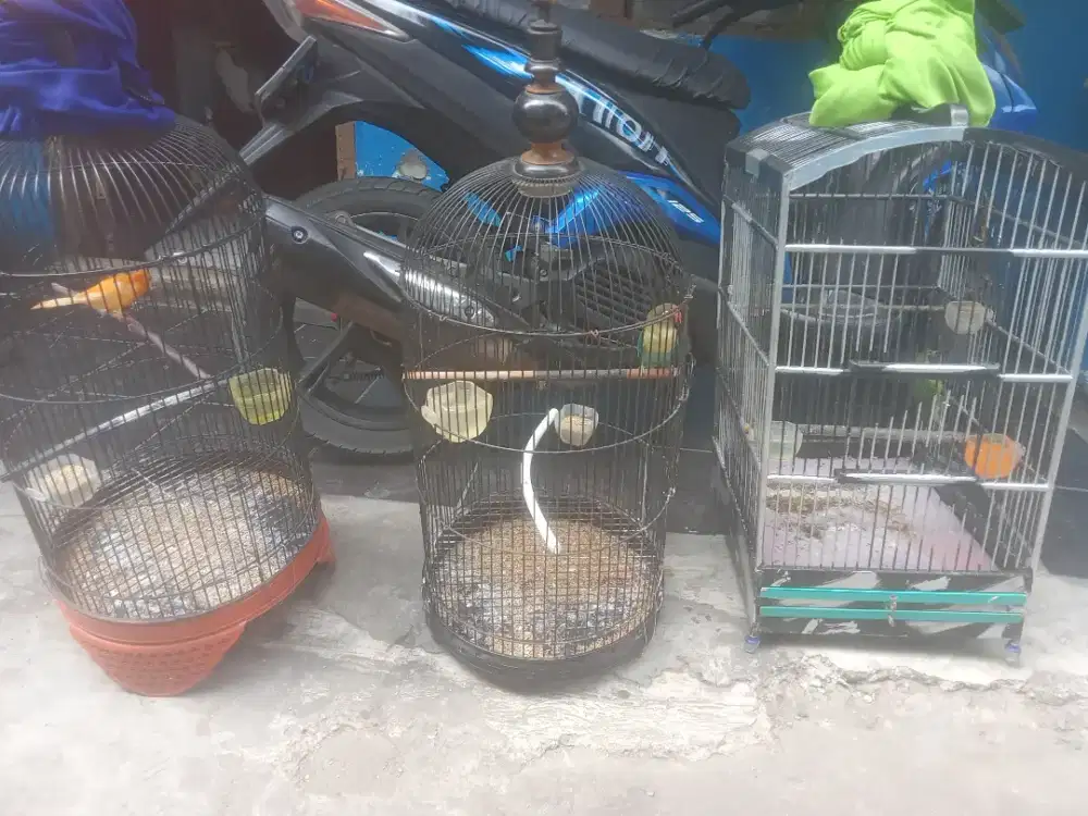 Burung murai Hijau Kenari Lovebird