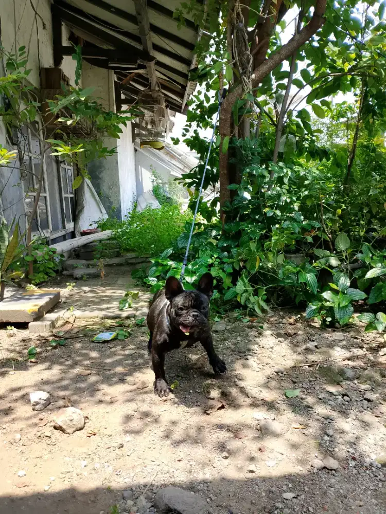 Dijual french bulldog /frenchie BETINA STB