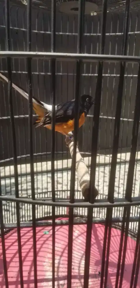 Murai ekor panjang 23 fighter