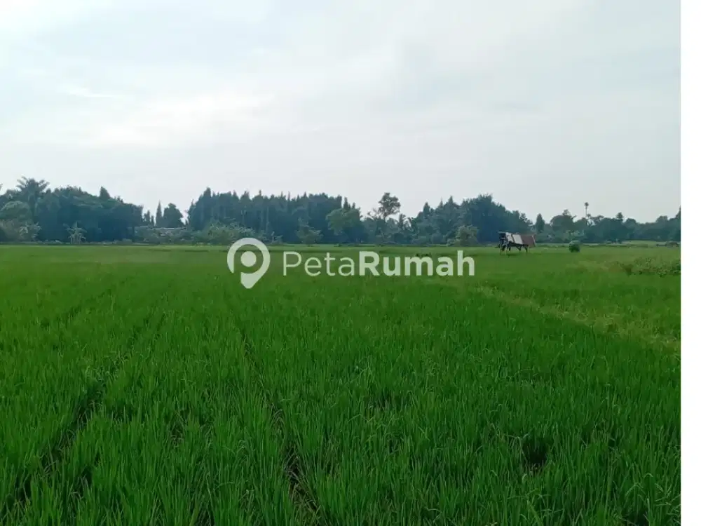 DIJUAL TANAH JALAN PASARIBU - PERCUT