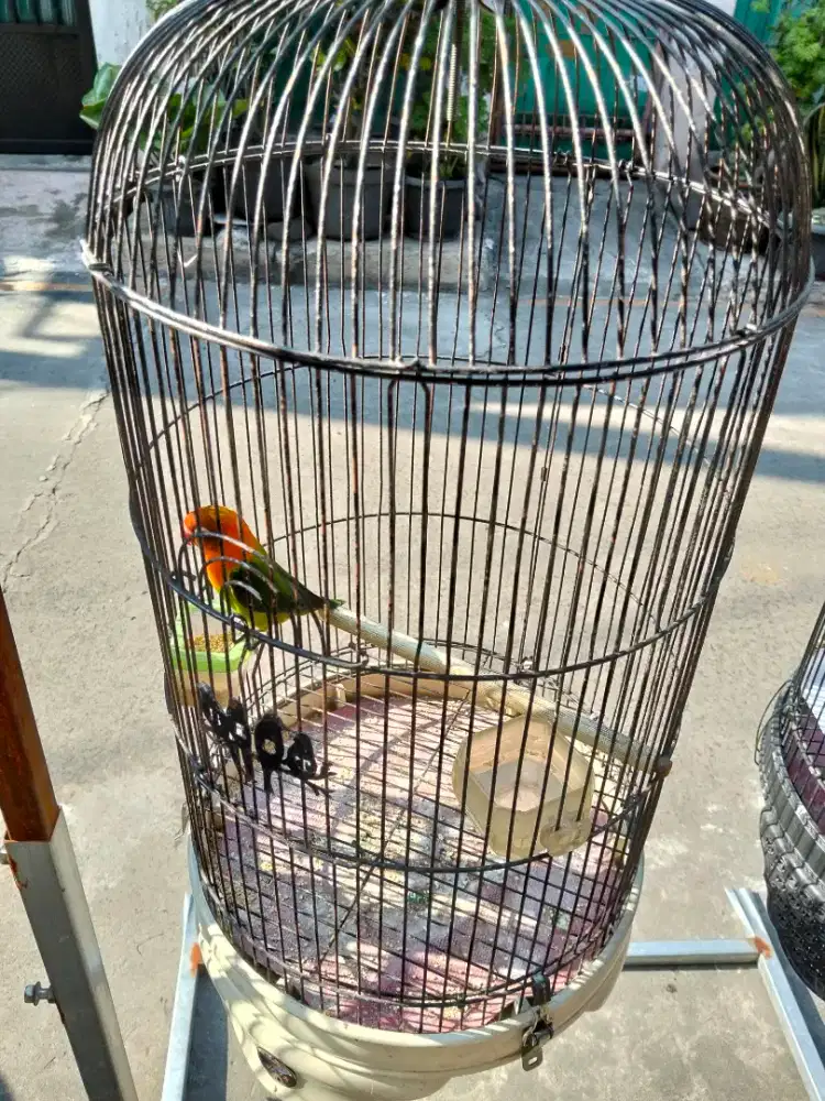 Di jual burung Lovebird masih muda