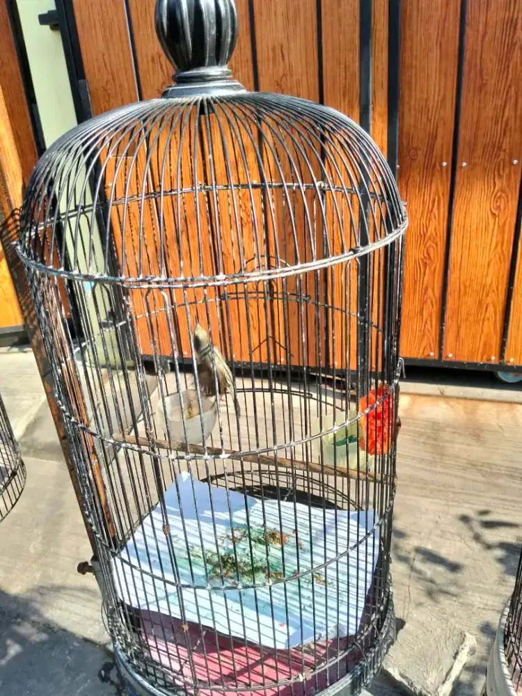 Burung Kolibri kelapa betina