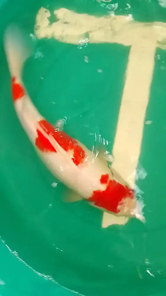 Ikan Koi KOHAKU 43cm Betina Pola Ori Warna Merah