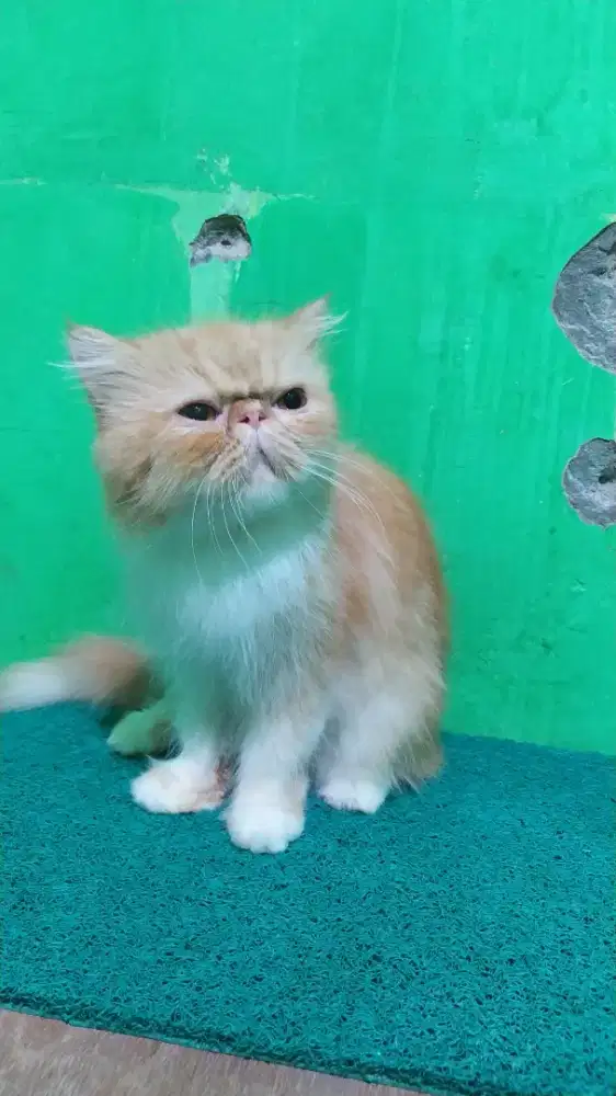Indukan kucing Peaknose longhair/bulu panjang JANTAN siap kawin