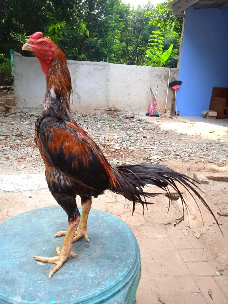 Ayam bangkok pama pakoy samo kampung