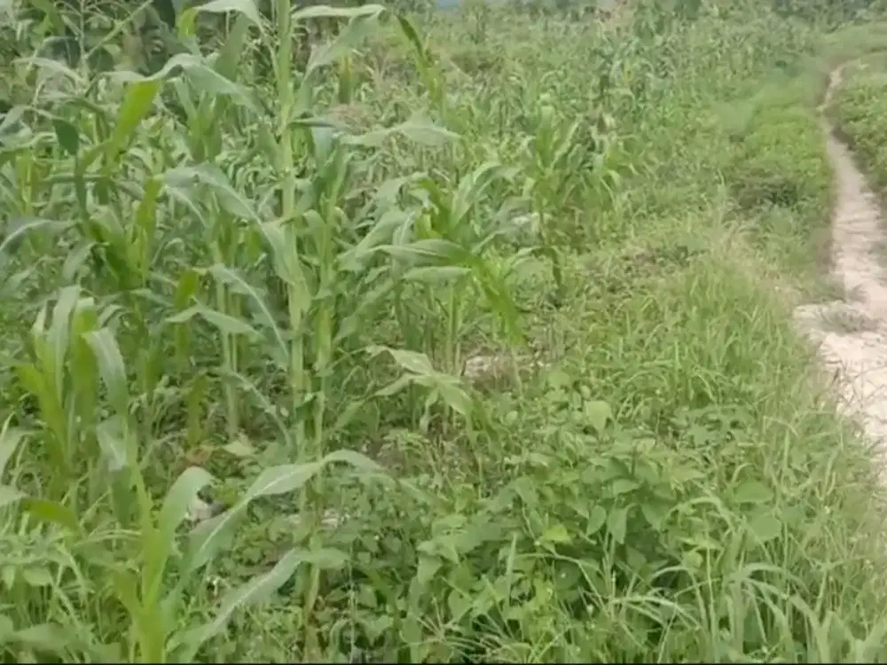 Dijual murah Tanah strategis jalur Pantura Sumba Barat Daya