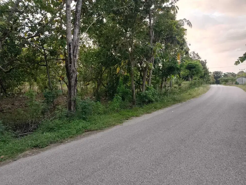 Dijual murah tanah pekarangan strategis area Sumba Barat daya