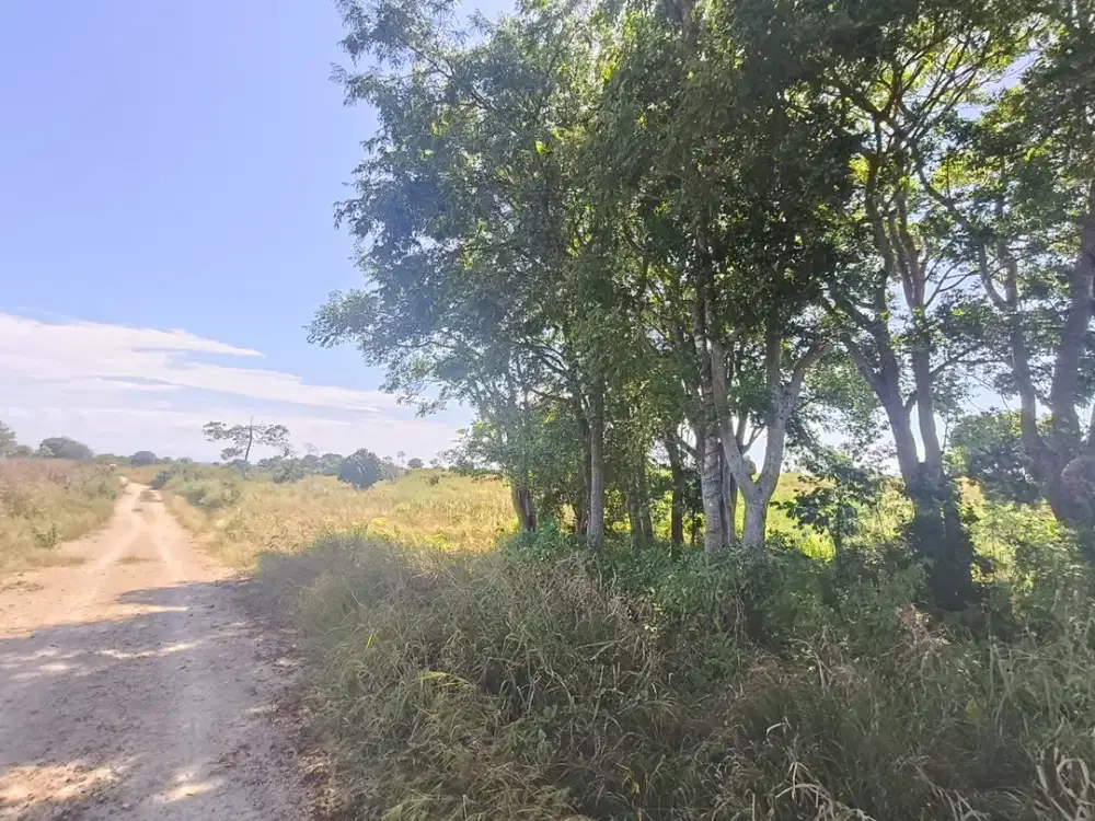 Dijual murah tanah pertanian Tambolaka Sumba Barat Daya