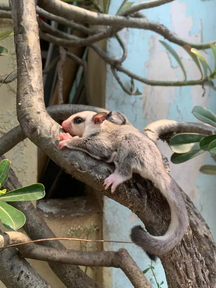 Sugar glider wf betina
