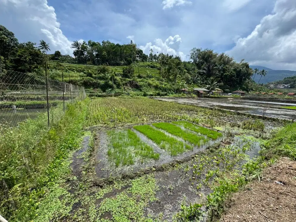 Jual Tanah Sawah di Sumedang, Akses Bagus, Cocok Usaha & Villa