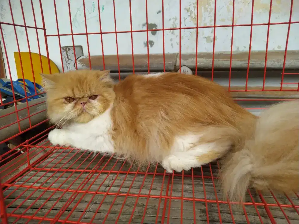Indukan kucing Peaknose Longhair Betina siap kawin