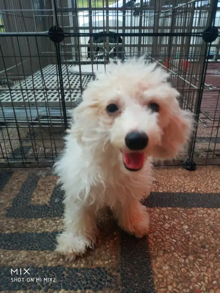 Open Adopt Poodle party Jantan