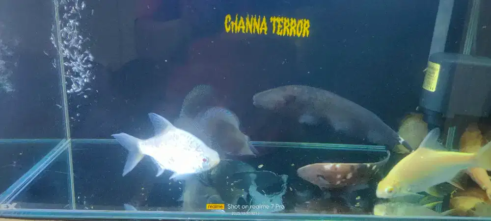 aquarium, Ikan black ghost marbel dan kaviat