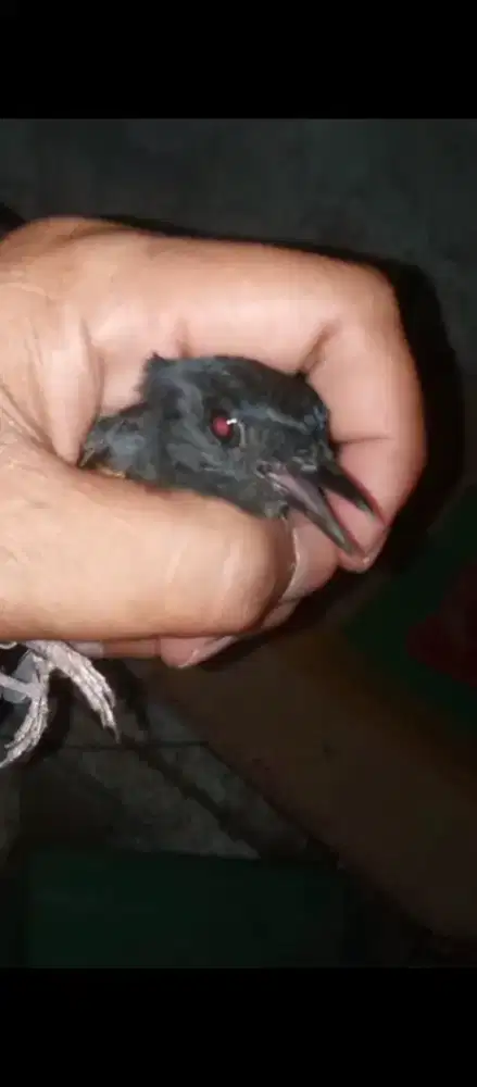 Burung murai split panda retina merah