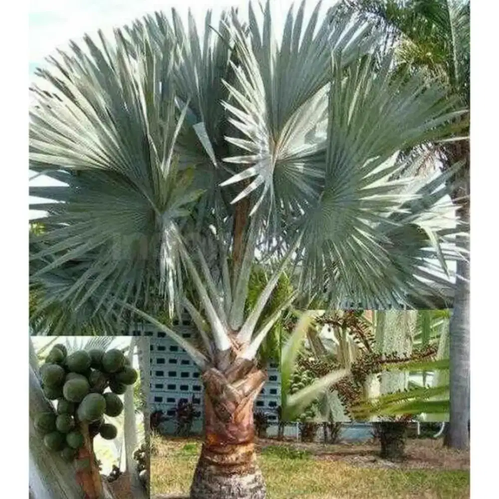 Pohon palem bismarkia