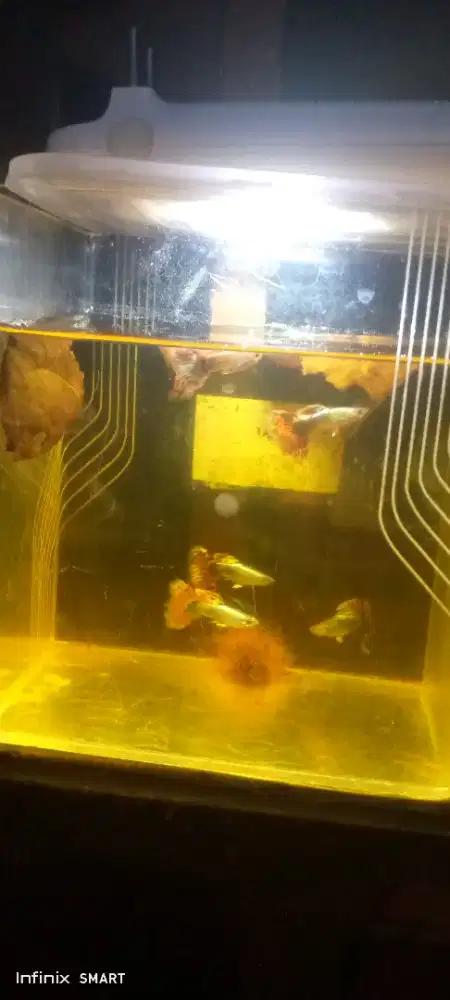 Ikan gupy red dragon