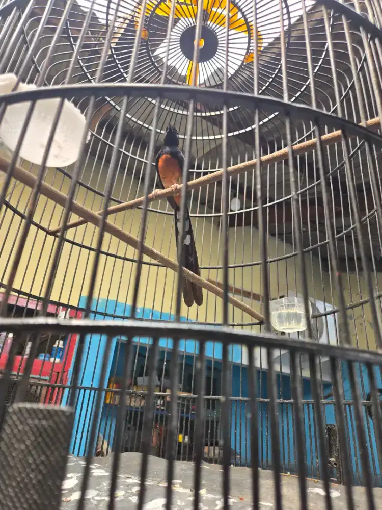 Murai Balak 6 Pe 20cm body big