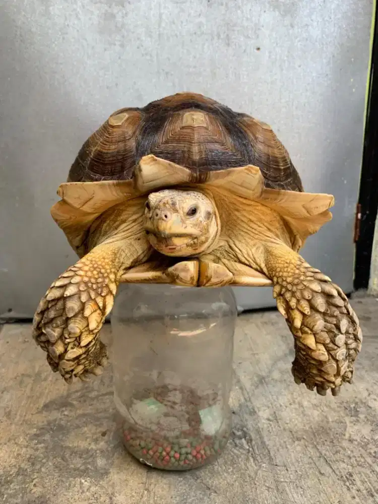 Kura Kura Darat Raksasa