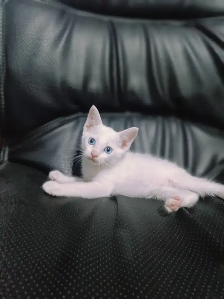 Kitten jantan mata biru