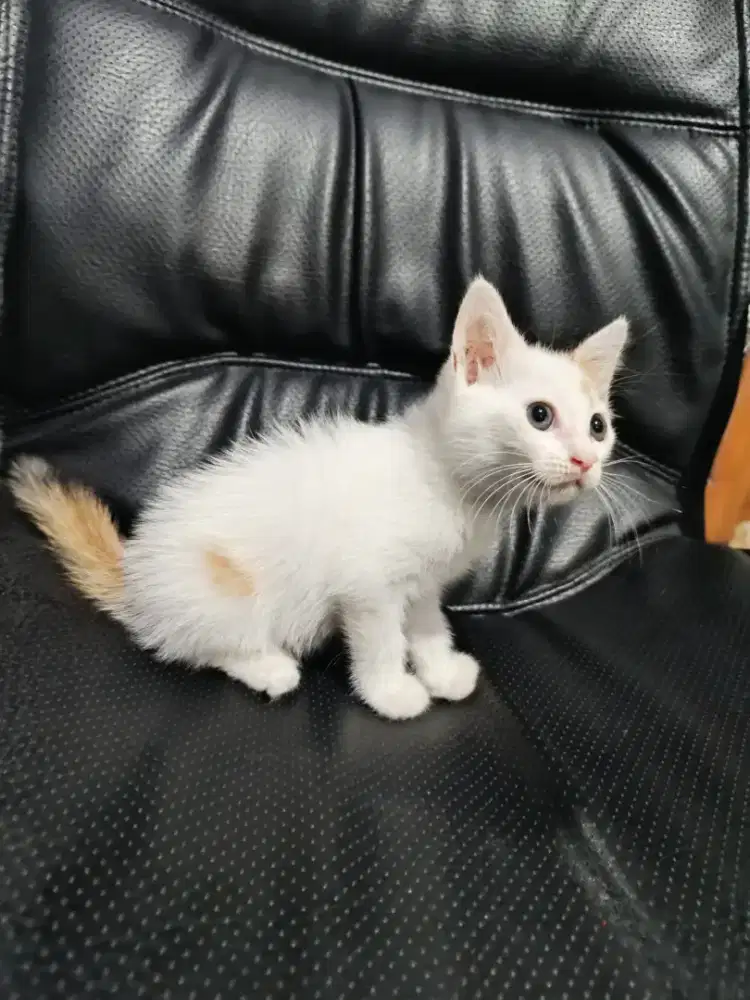 Kitten betina calico