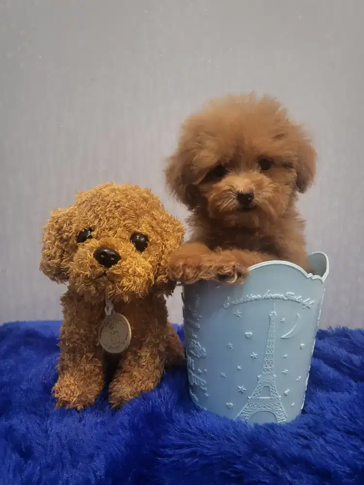 Red tiny poodle stambun