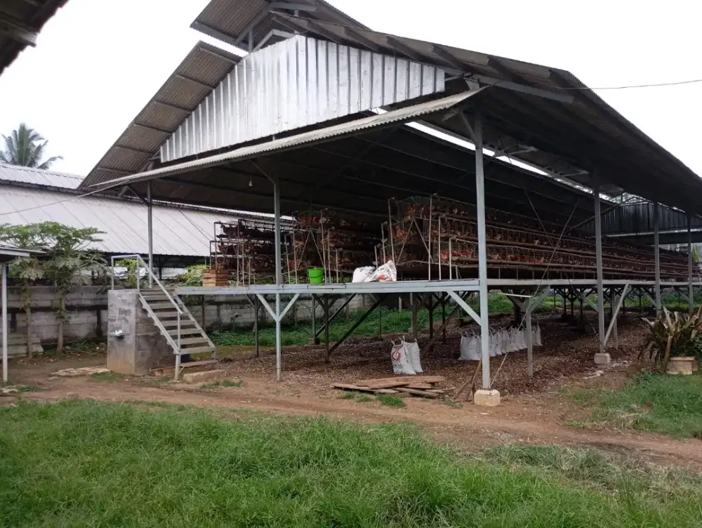 Jual cepat tanah dan peternakan kandang ayam aktif caringin bogor