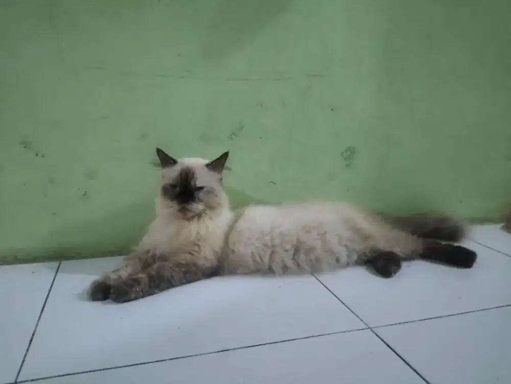 kucing himalaya betina