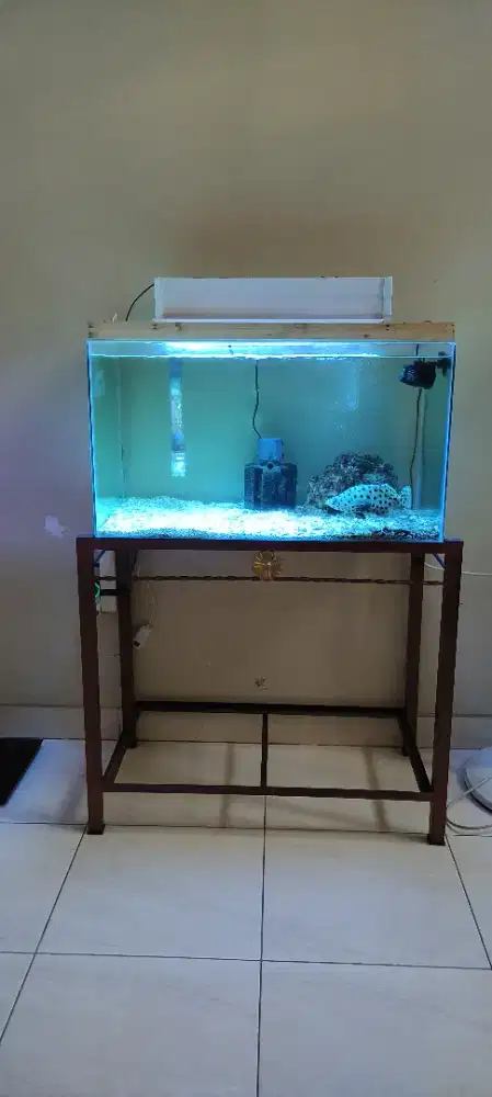 Aquarium laut 1 set + ikan kerapu