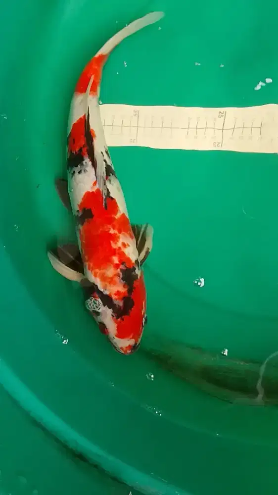 Ikan koi jenis Showa Kanoko 43cm warna strong