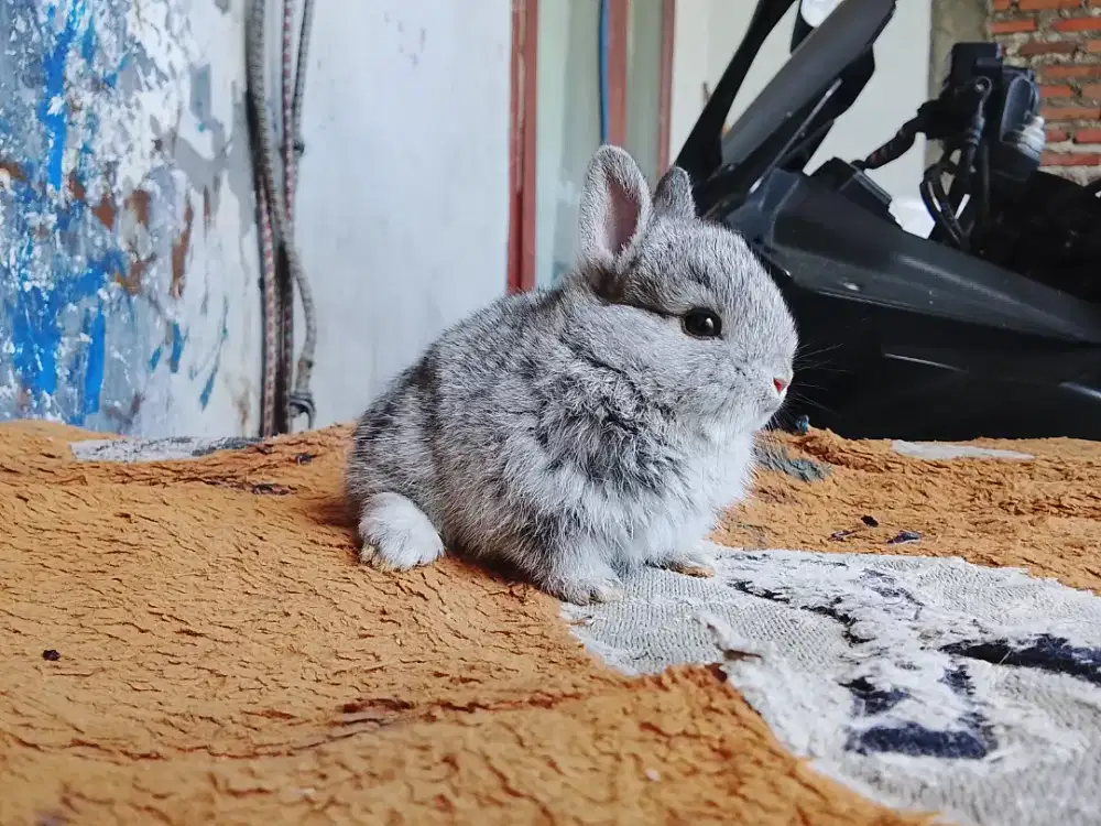 Kelinci jenis mini ND Netherland dwarf