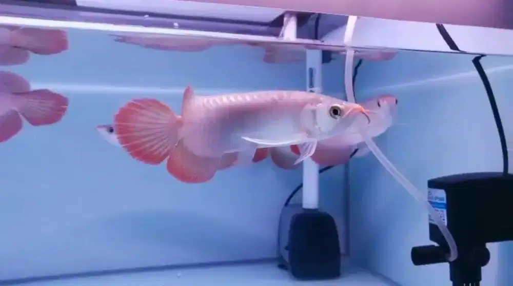 Arwana Arowana super red -+25cm