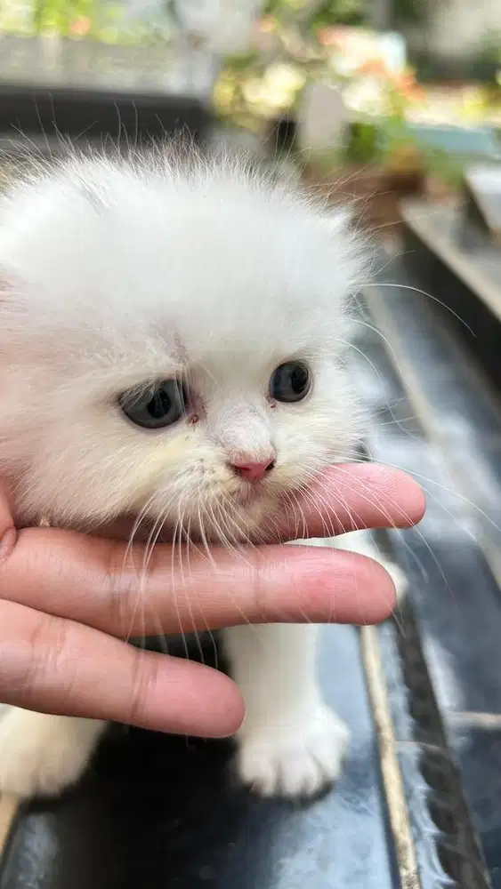 open adopt Kitten BSH mix WHITE