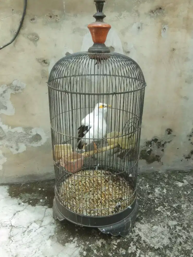 Burung jalak sama kandangnya