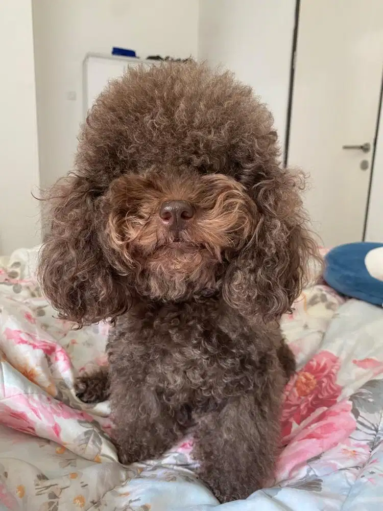 GROOMER ANJING KUCING BERPENGALAMAN DAN BISA SETIR MOBIL