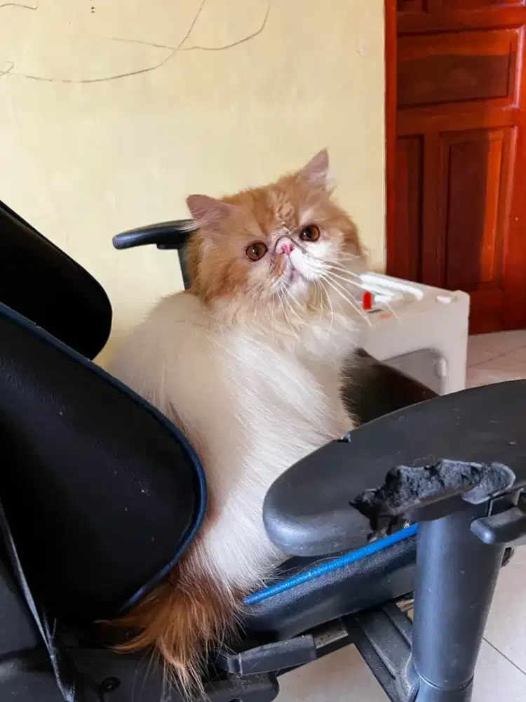 PERSIA PEAKNOSE PEJANTAN 2TH JAGO KIMPOY