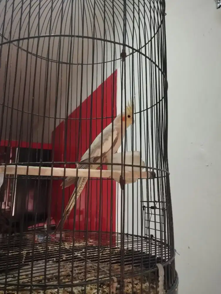 Parkit Australia/Falk