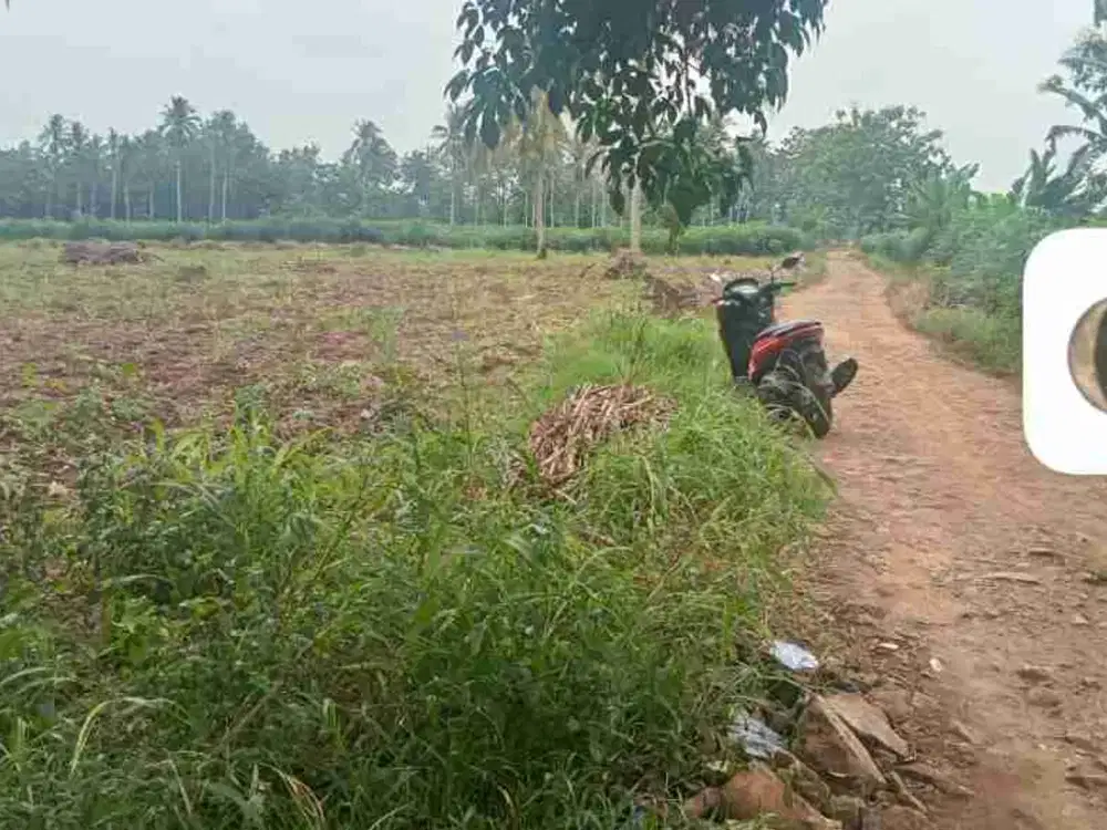 tanah 1 hektar di srimulyo negeri sakti