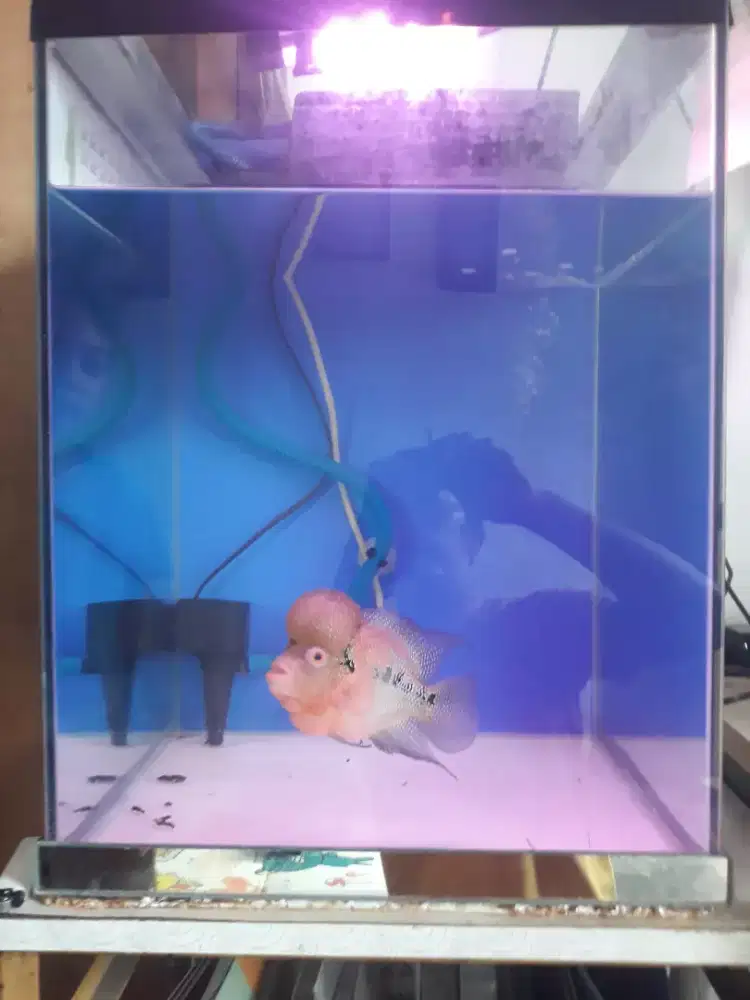 akurium 1set beserta ikannya