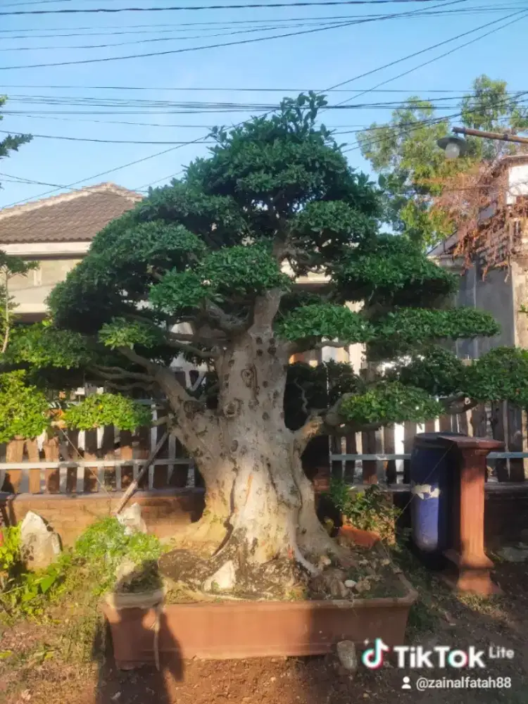 Bonsai Loa kontes