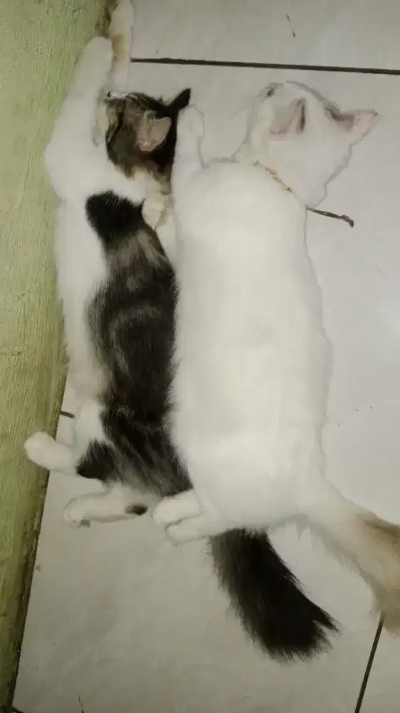 Dibaca dulu Anabul cewek gratis