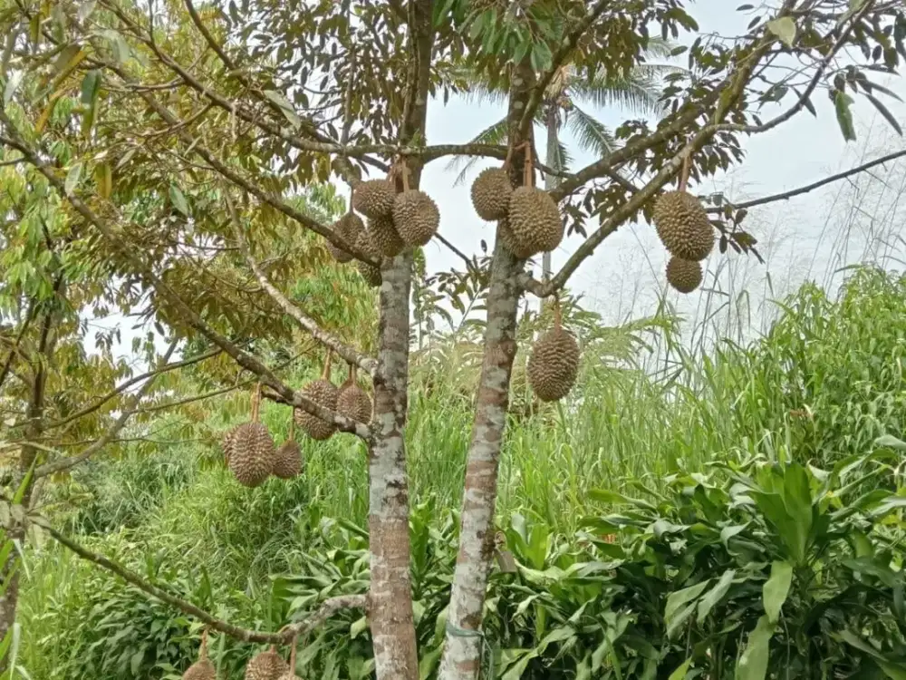 Jual Tanah Murah di Nagrak Sukabumi Akses Tol Kebun Durian Berbuah