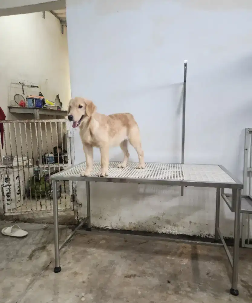 Golden Retriever Puppys Usia 8 Bulan Big Bone Nice Anatomi Stambum