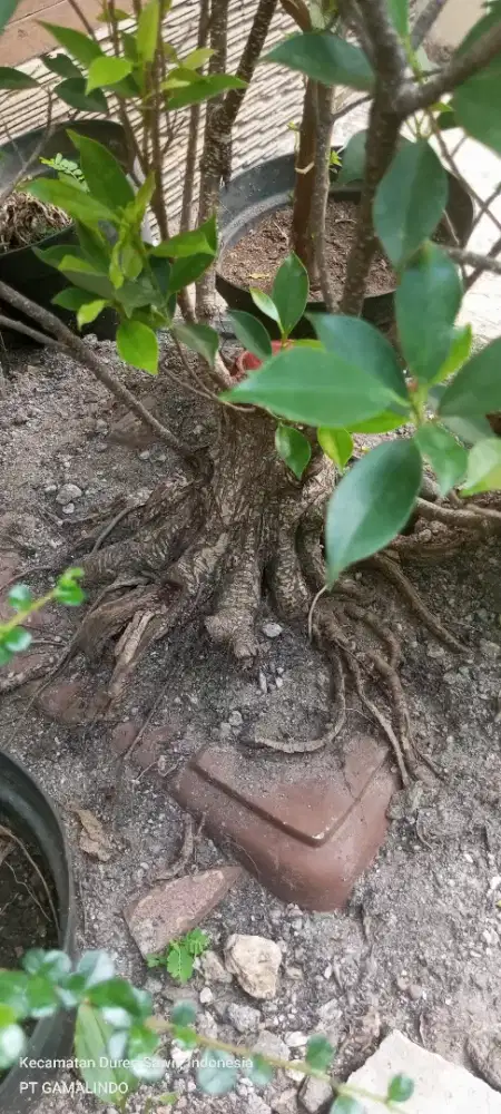 BAHAN BOSAI KIMENG DLL