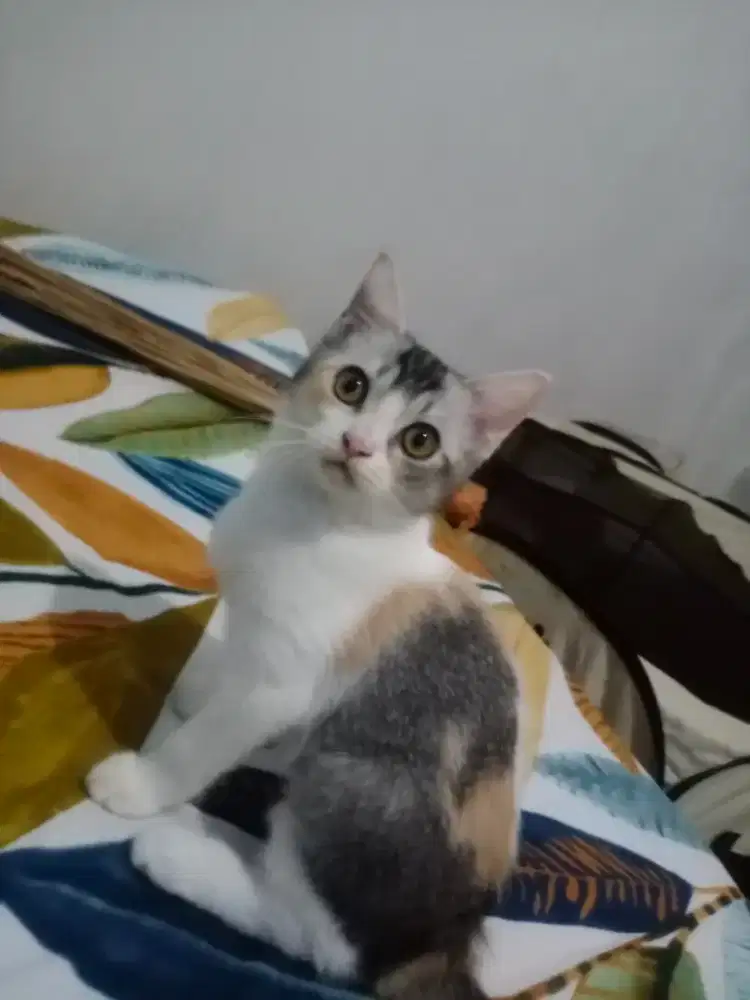 Lepas Adopt Kucing betina umur 3 bulan